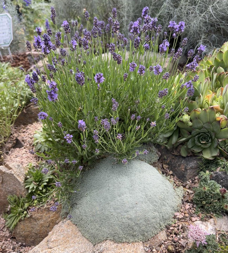 arenaria alfacarensis with Thumbelina Leigh lavender