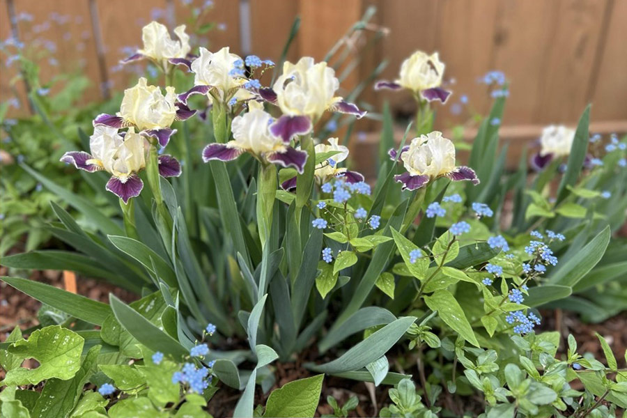 dwarf iris with brunnera