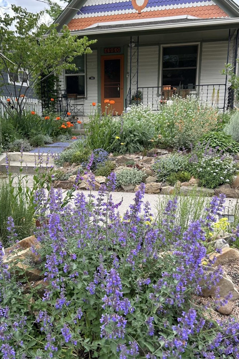 Walkers Low catmint in front garden