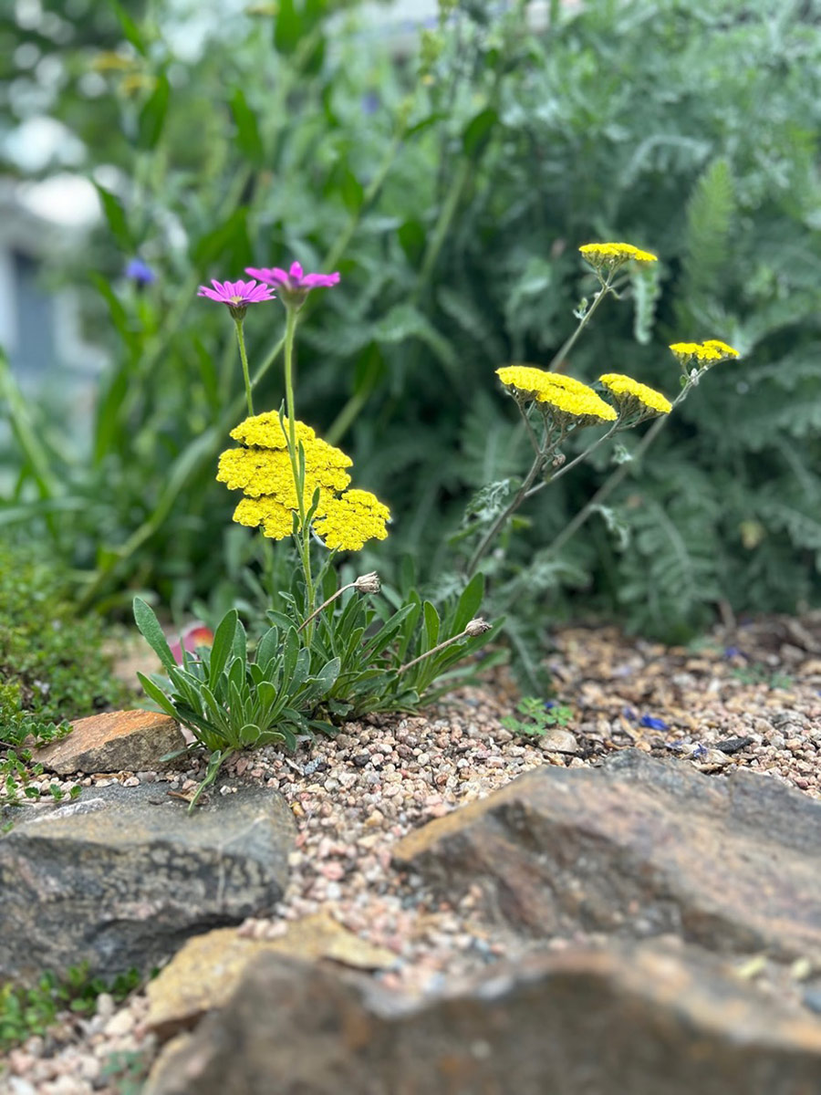 yellow yarrow and Purple Mountain sun daisies