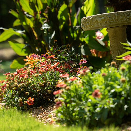 Betty’s Tropical Front Yard Garden