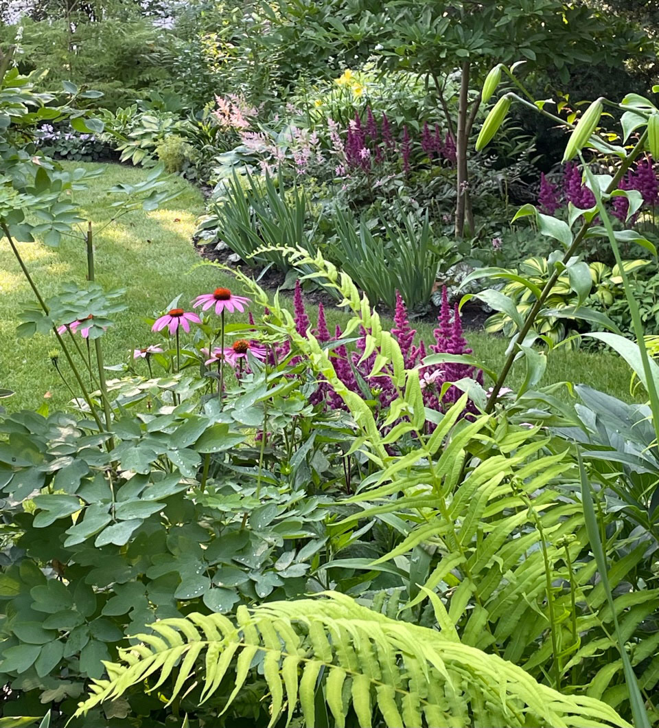 astilbe Vision in Red with spleenwort