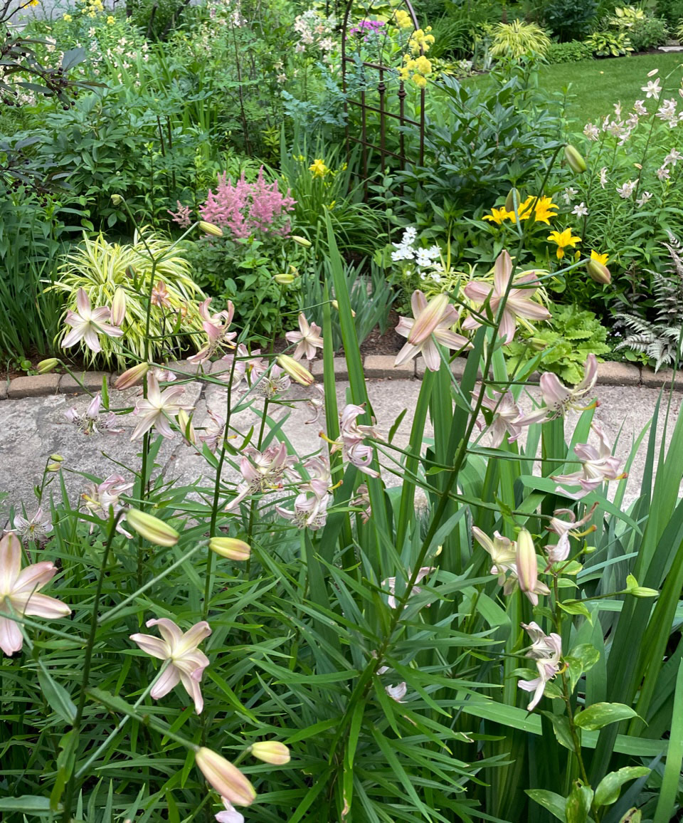 corsage lily