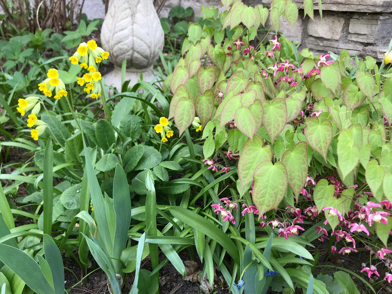 cowslip with barrenwort