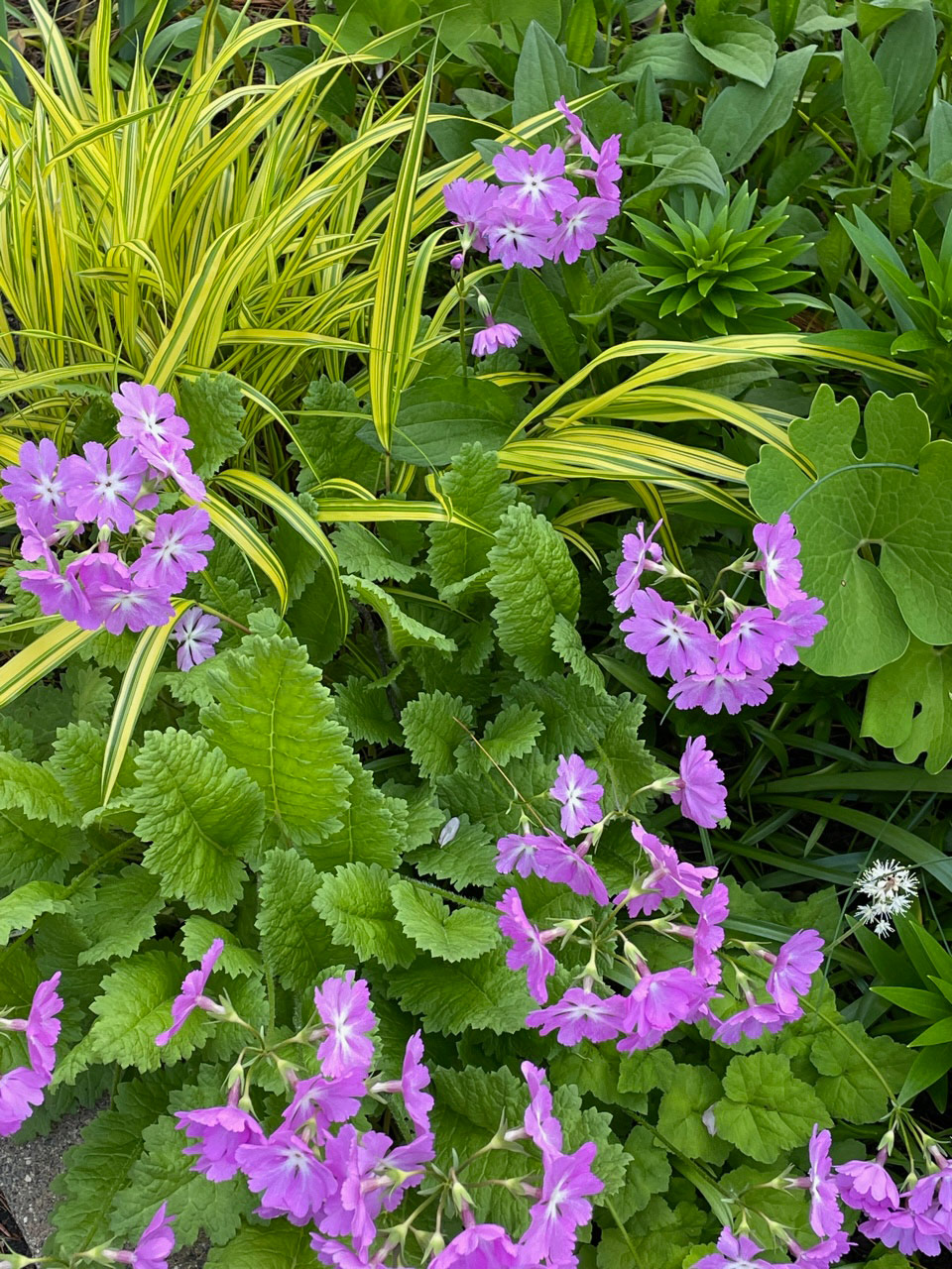 Japanese primula with hakone grass