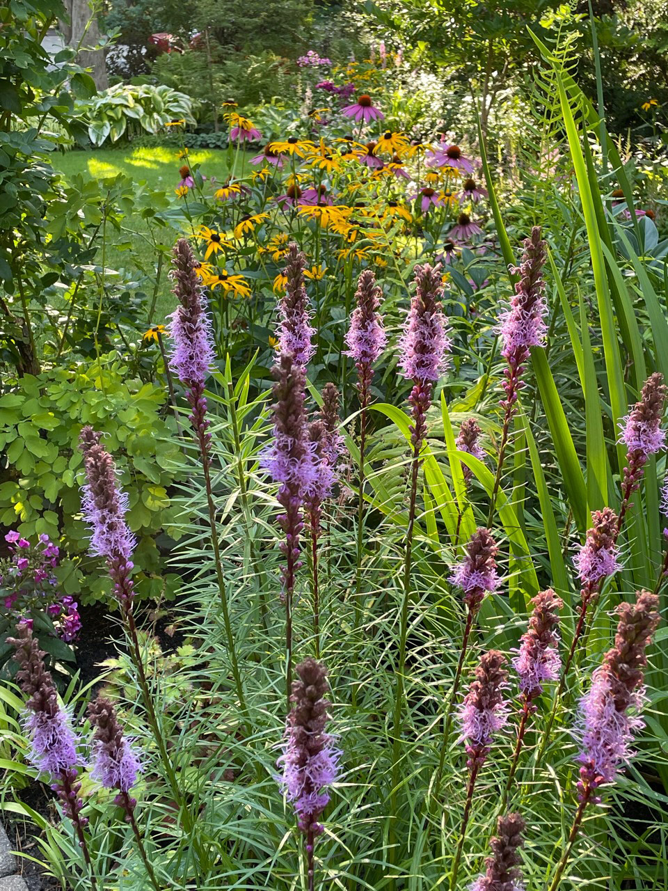 rudbeckia with blazing star