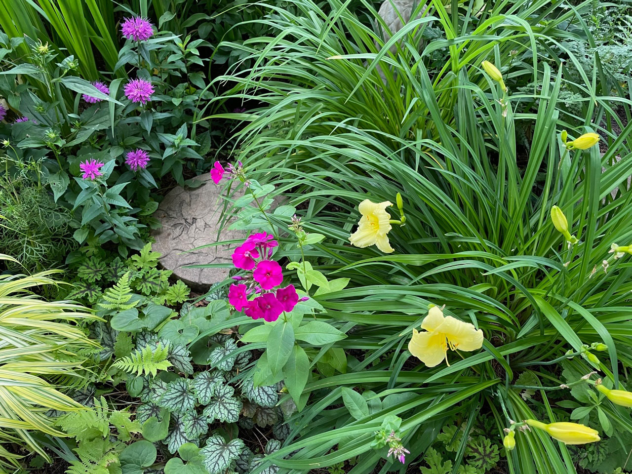 Stella Supreme hemerocallis with Purple Flame phlox