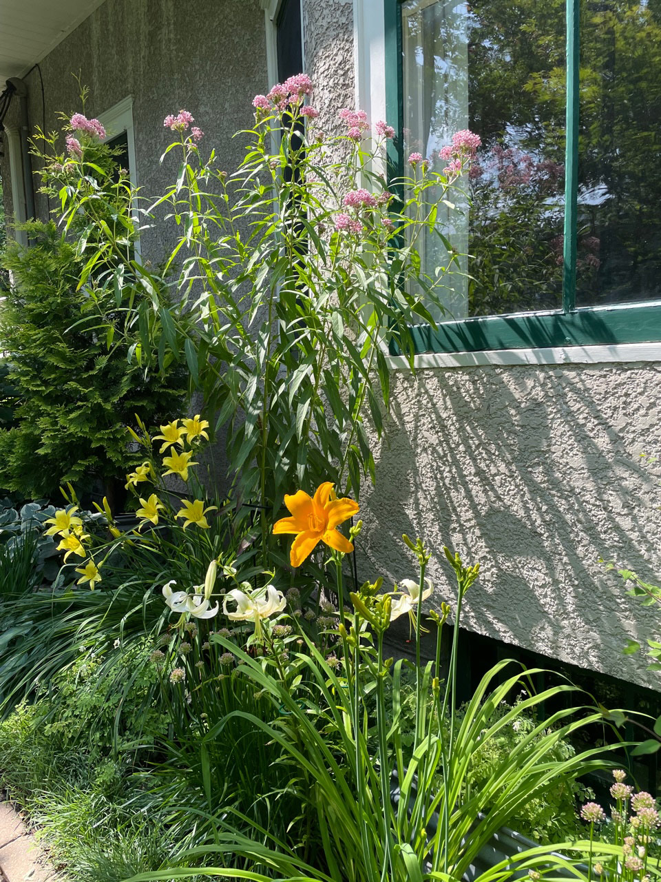 swamp milkweed foundation planting