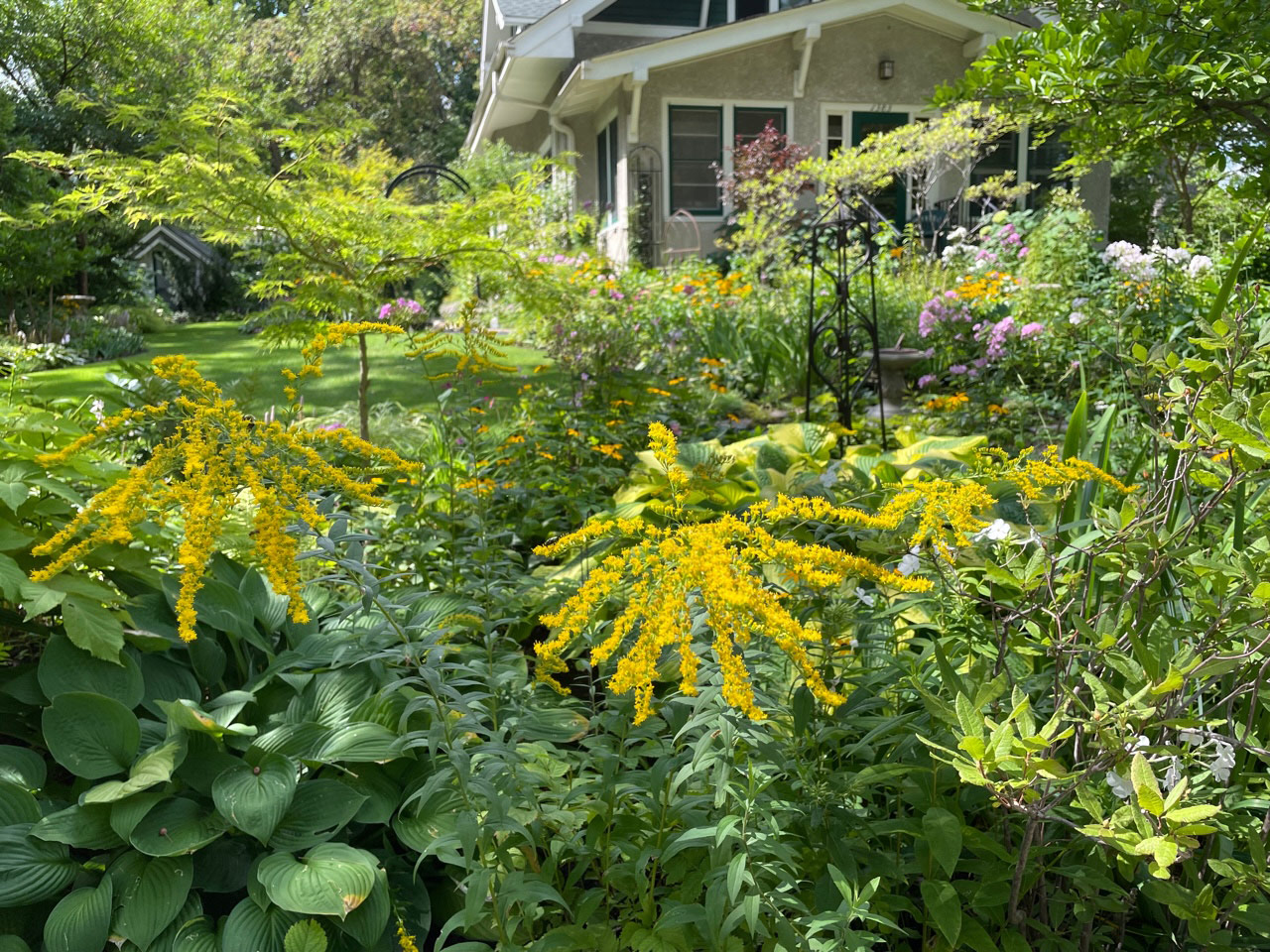 volunteer goldenrod