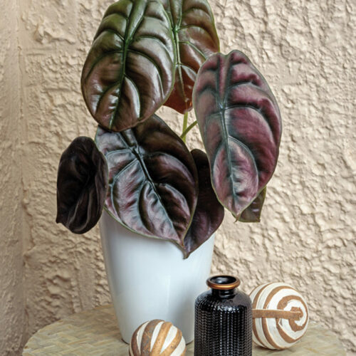 Red Secret jewel alocasia