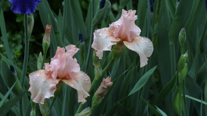 light pink bearded iris