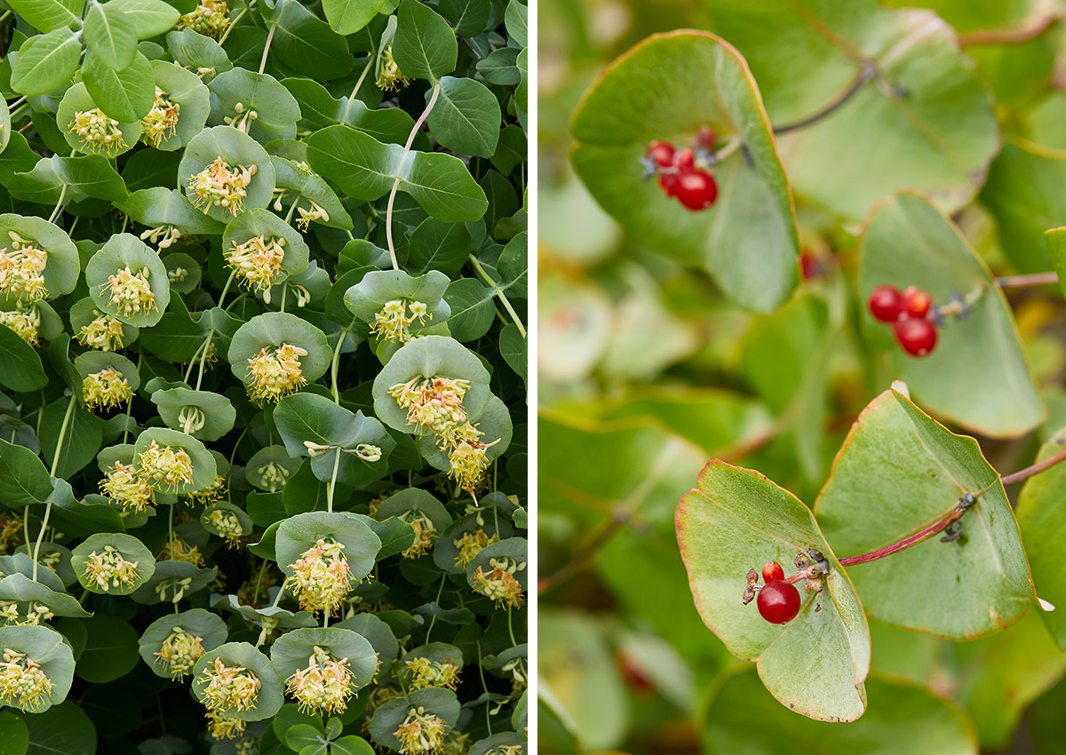 Kintzleys Ghost honeysuckle flowers and berries