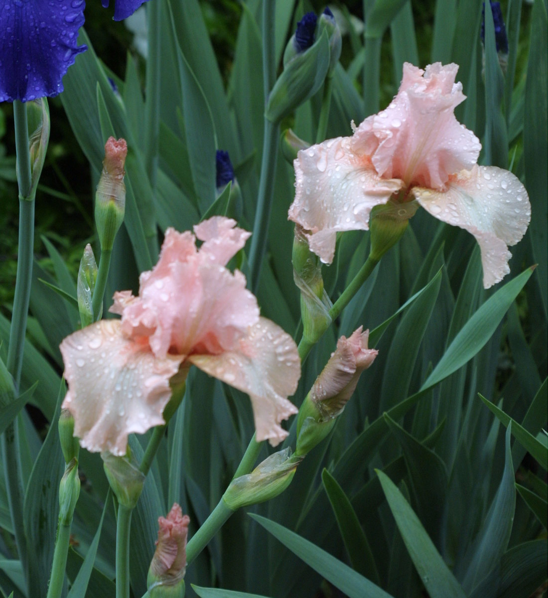 Beverly Sills bearded iris