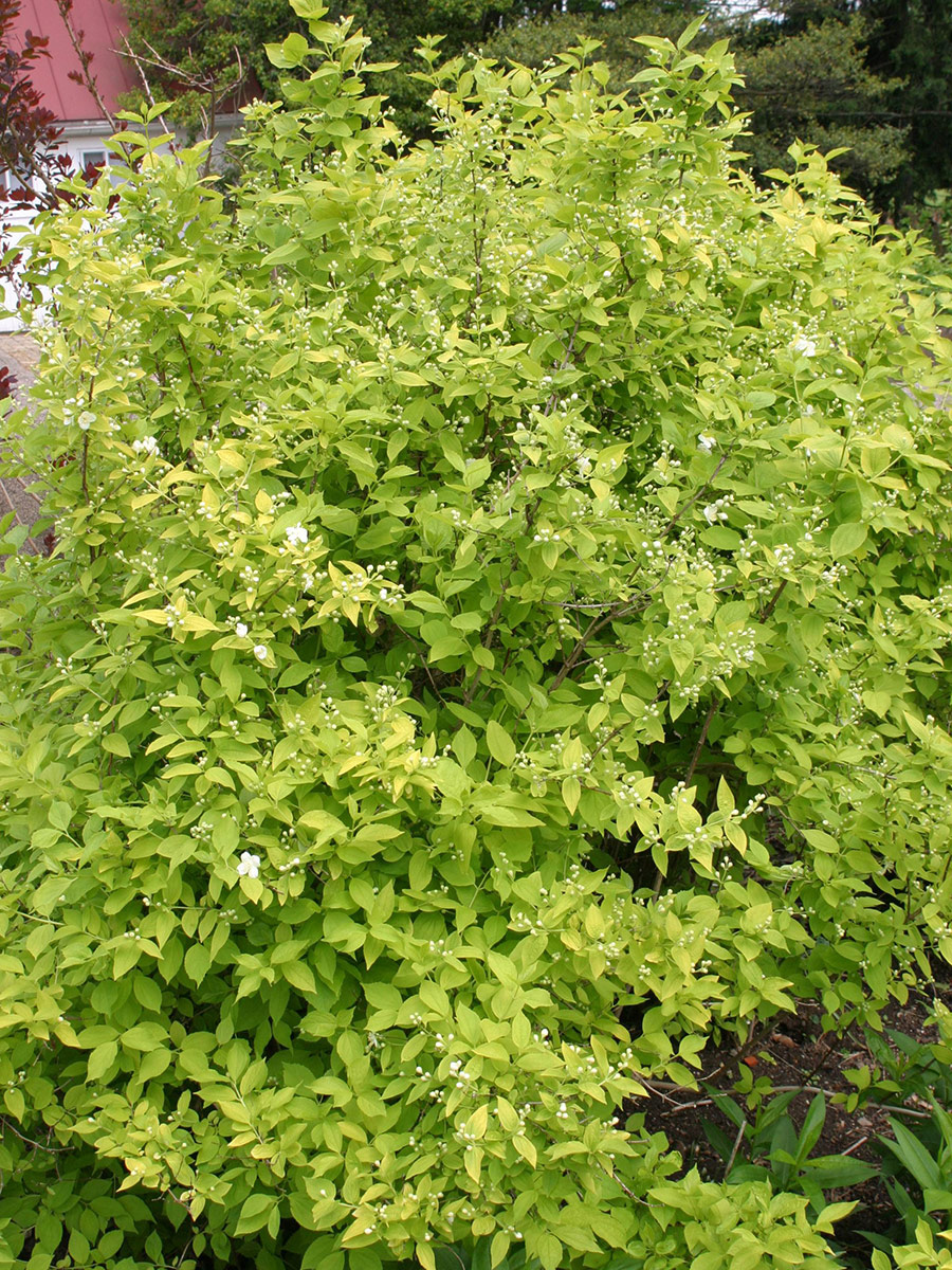 golf-leaf mock orange