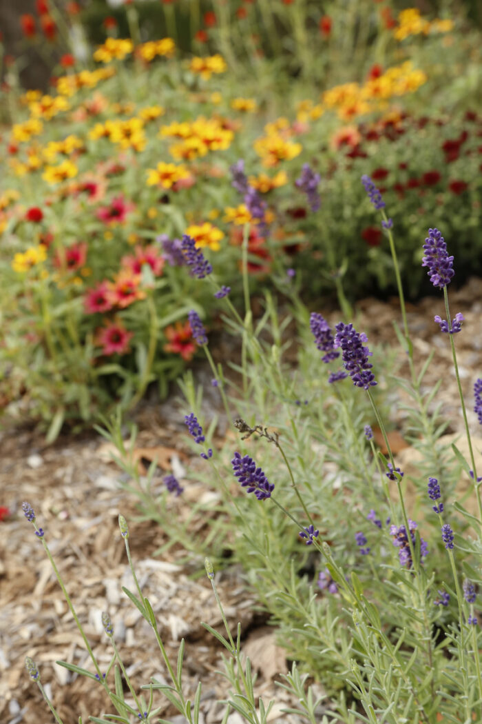 Episode 171: Deer-Resistant Plants - Fine Gardening