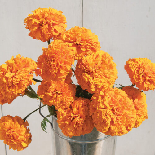 'Giant Orange' marigold