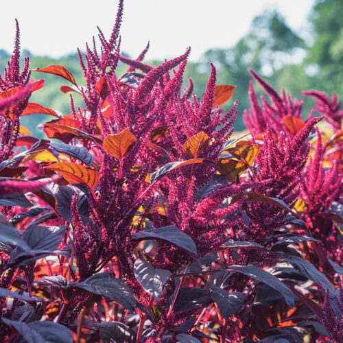 Red spike Amaranth