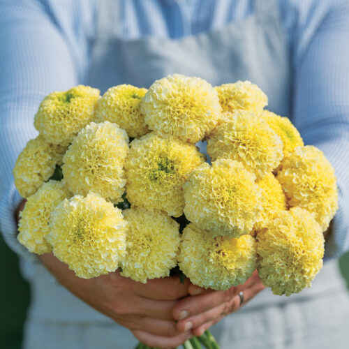 'White Swan' marigold