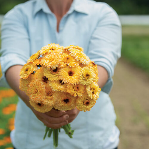 'Pacific Apricot Beauty' calendula