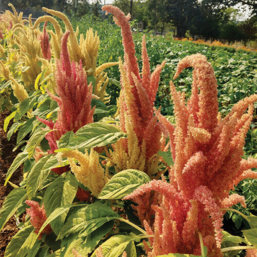 Sunset Goldilocks Amaranth for cut flowers