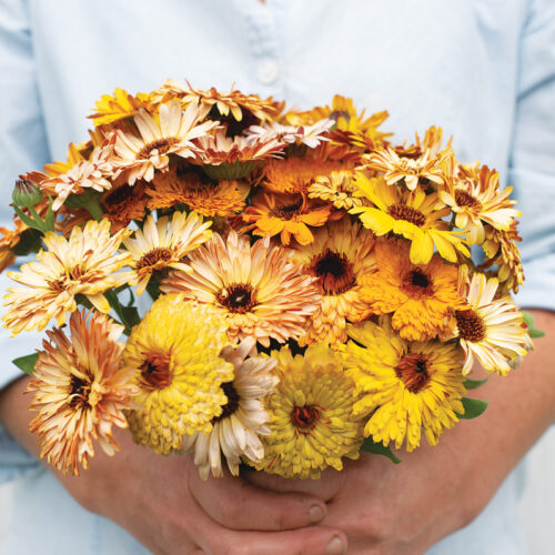 'Flashback Mix' calendula