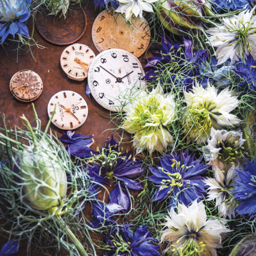 'Miss Jekyll' mix Love-in-a-mist for cut flowers