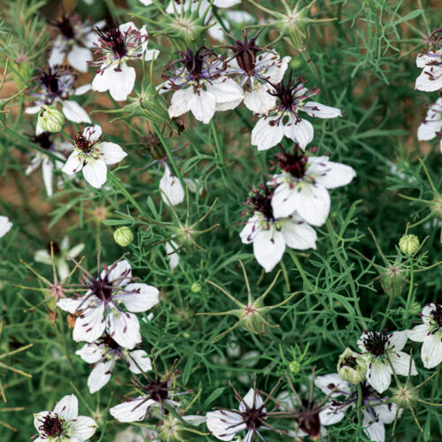 'African Bride' love-in-a-mist for cut flowers