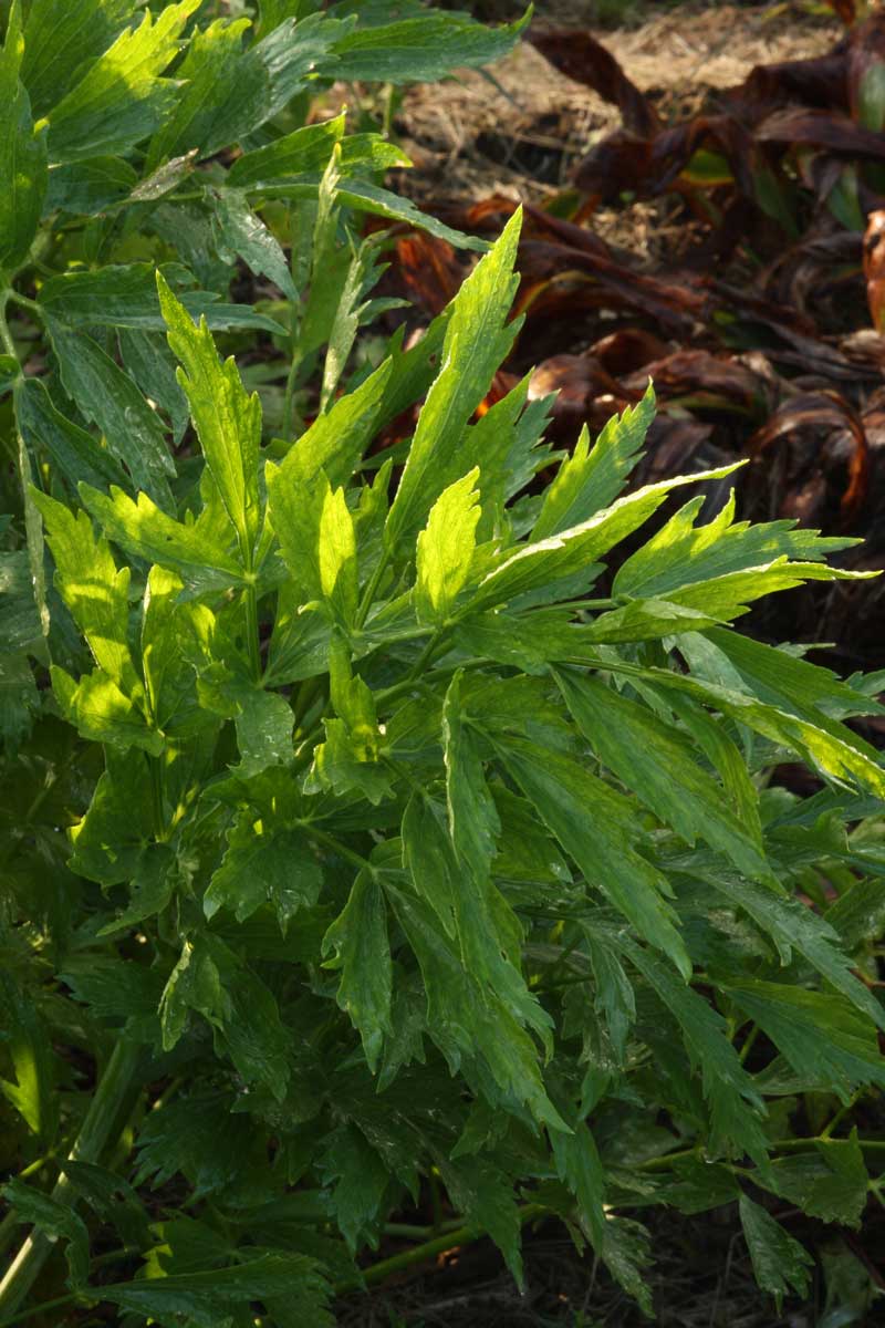 Lovage plant