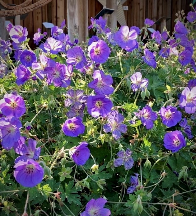 Rozanne geranium 