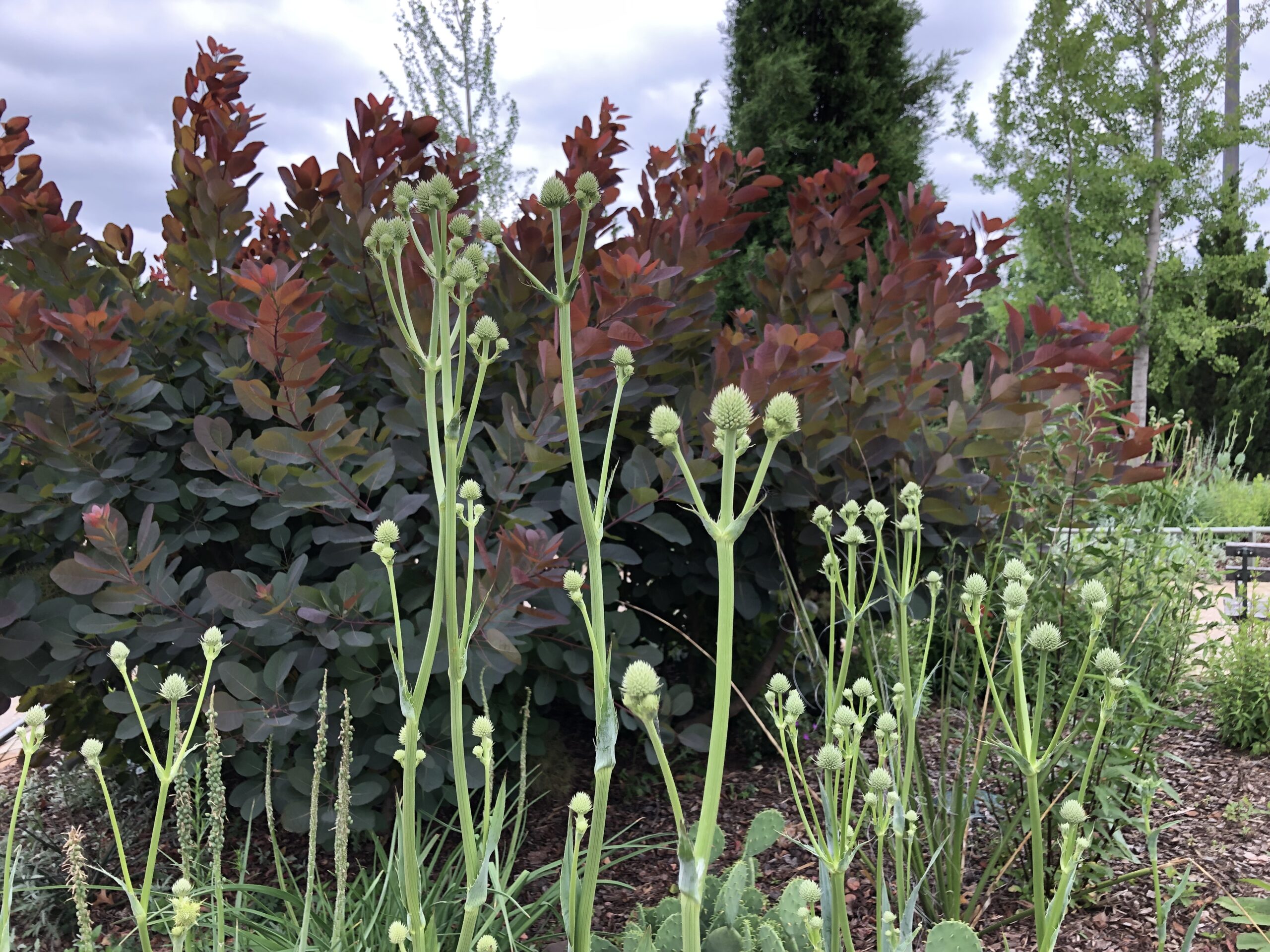 Rattlesnake master 