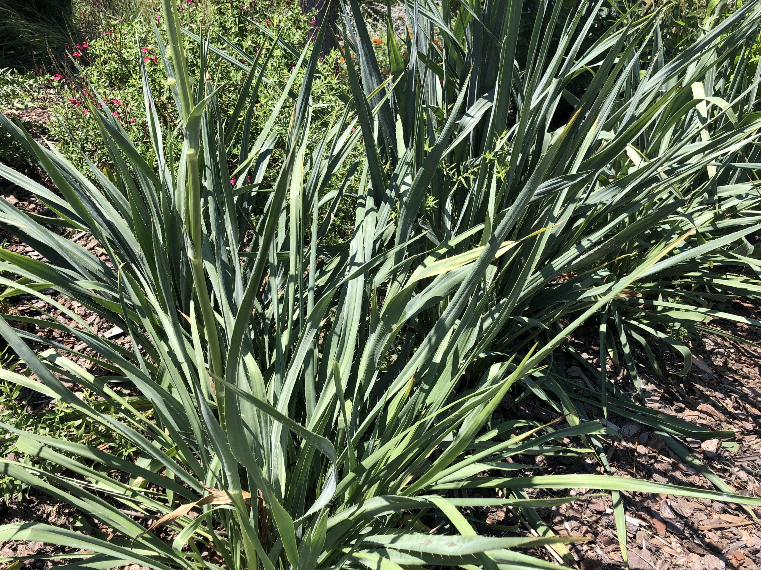 Rattlesnake master foliage