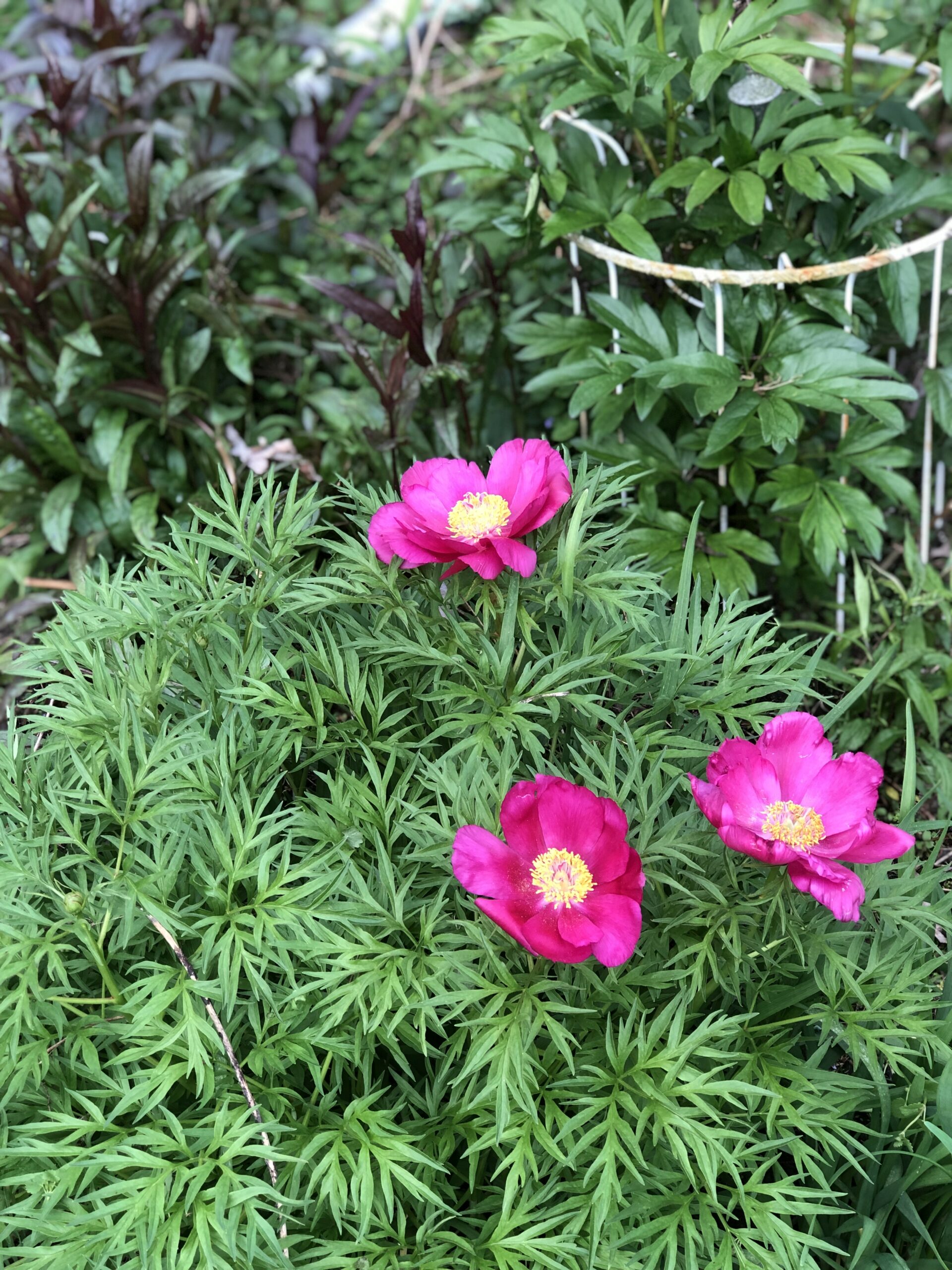 Fernleaf peony 