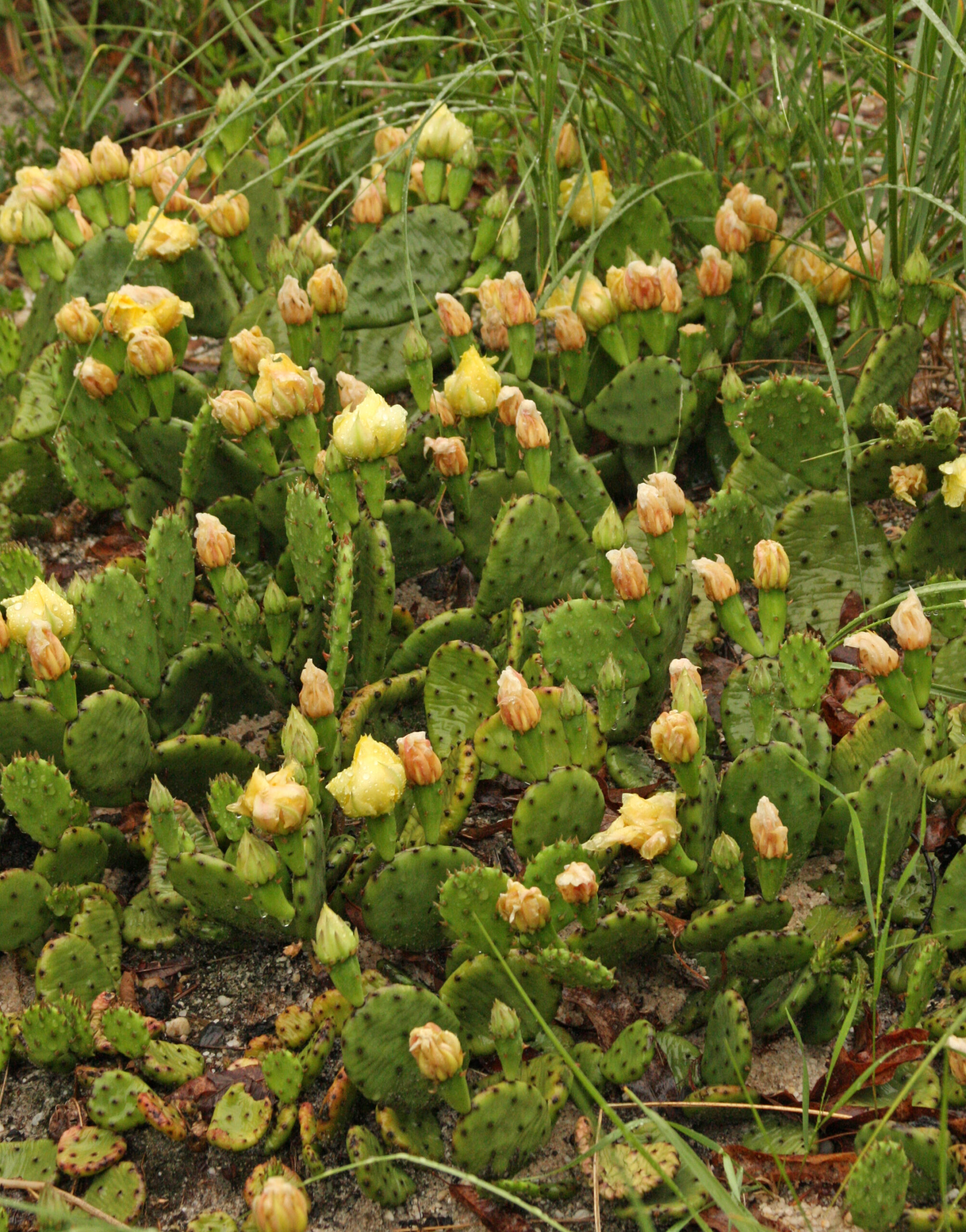 Eastern prickly pear 