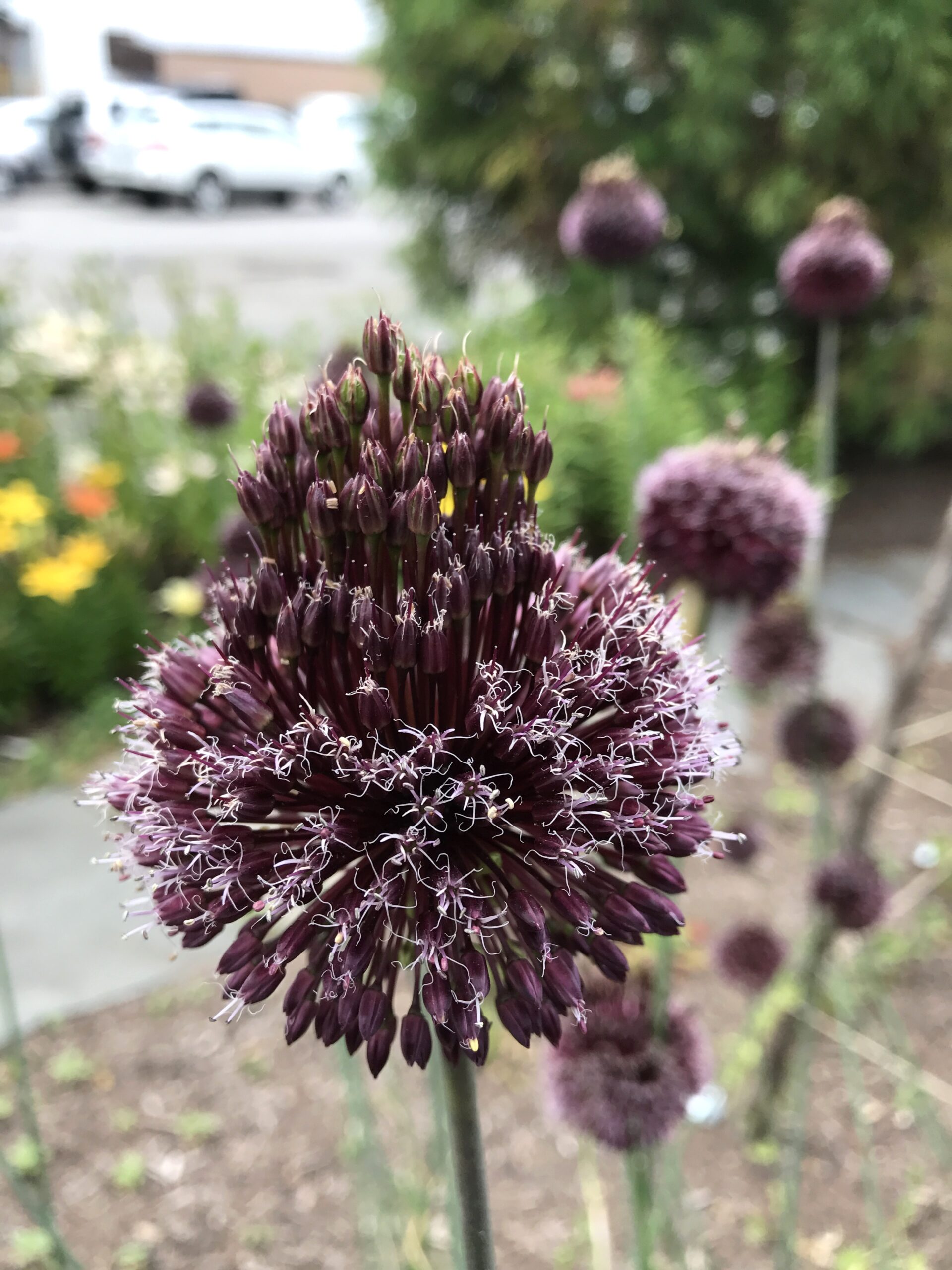 ‘Forelock’ allium 