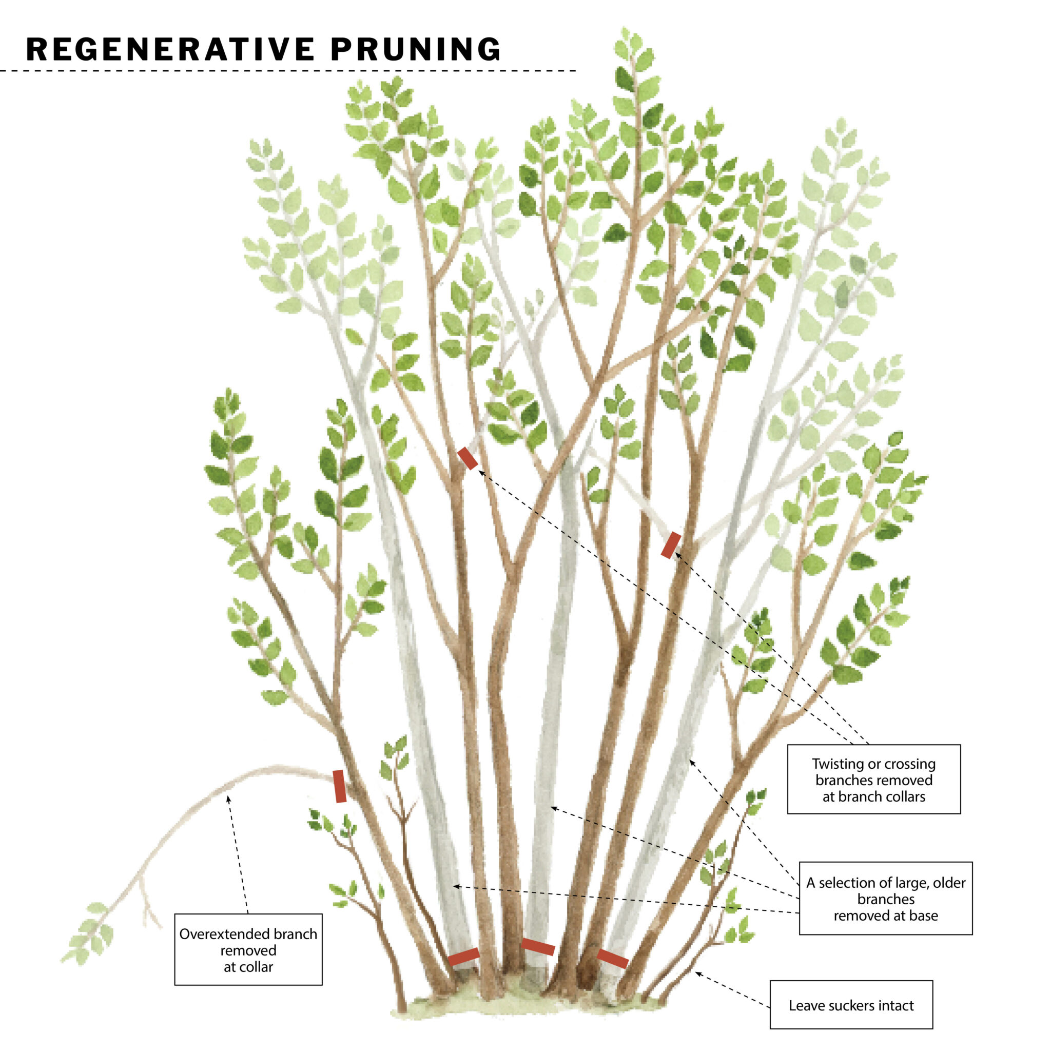 3 Ways To Prune Lilacs To Maintain Or Rejuvenate Fine Gardening