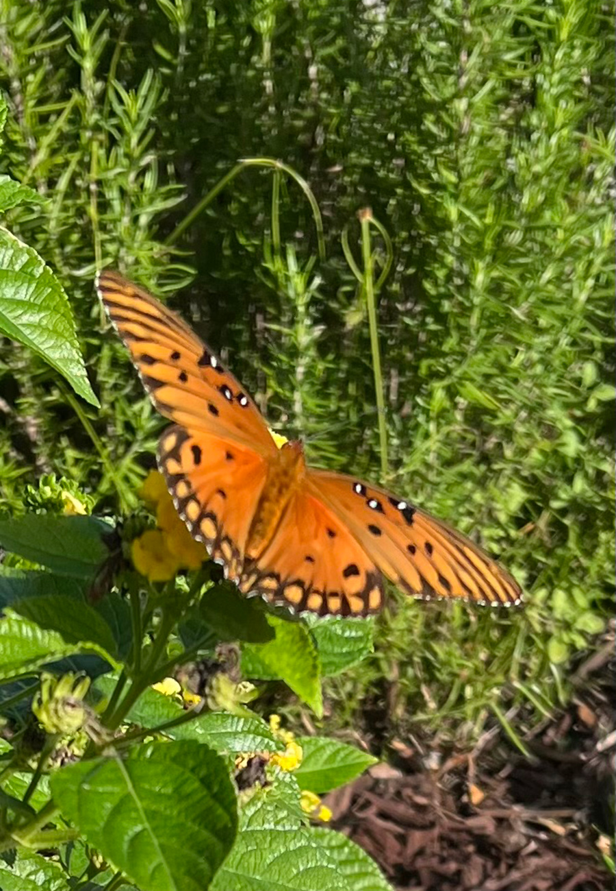 butterfly visiting milkweed