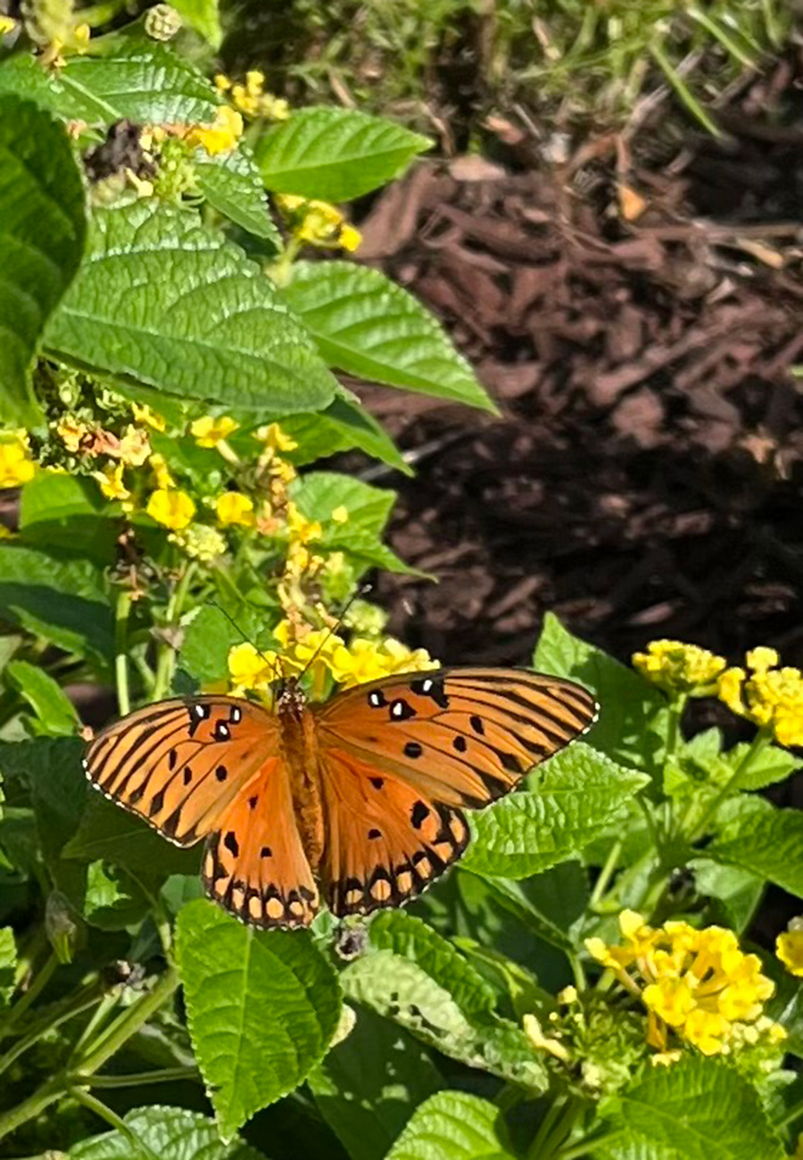 butterfly on yellow flowers