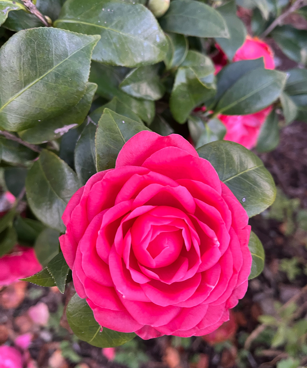 close up of pink camellia