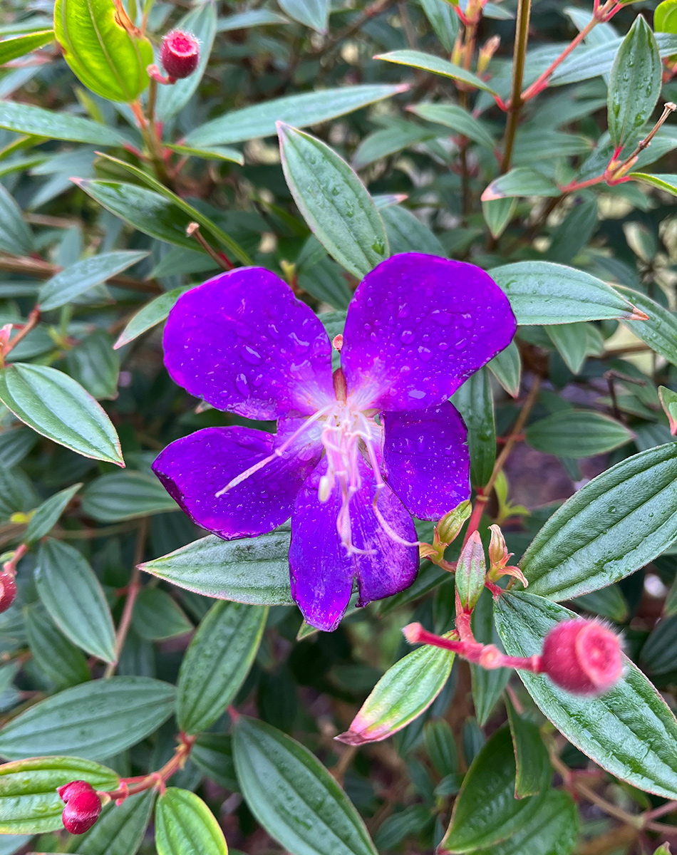 close up of purple flower