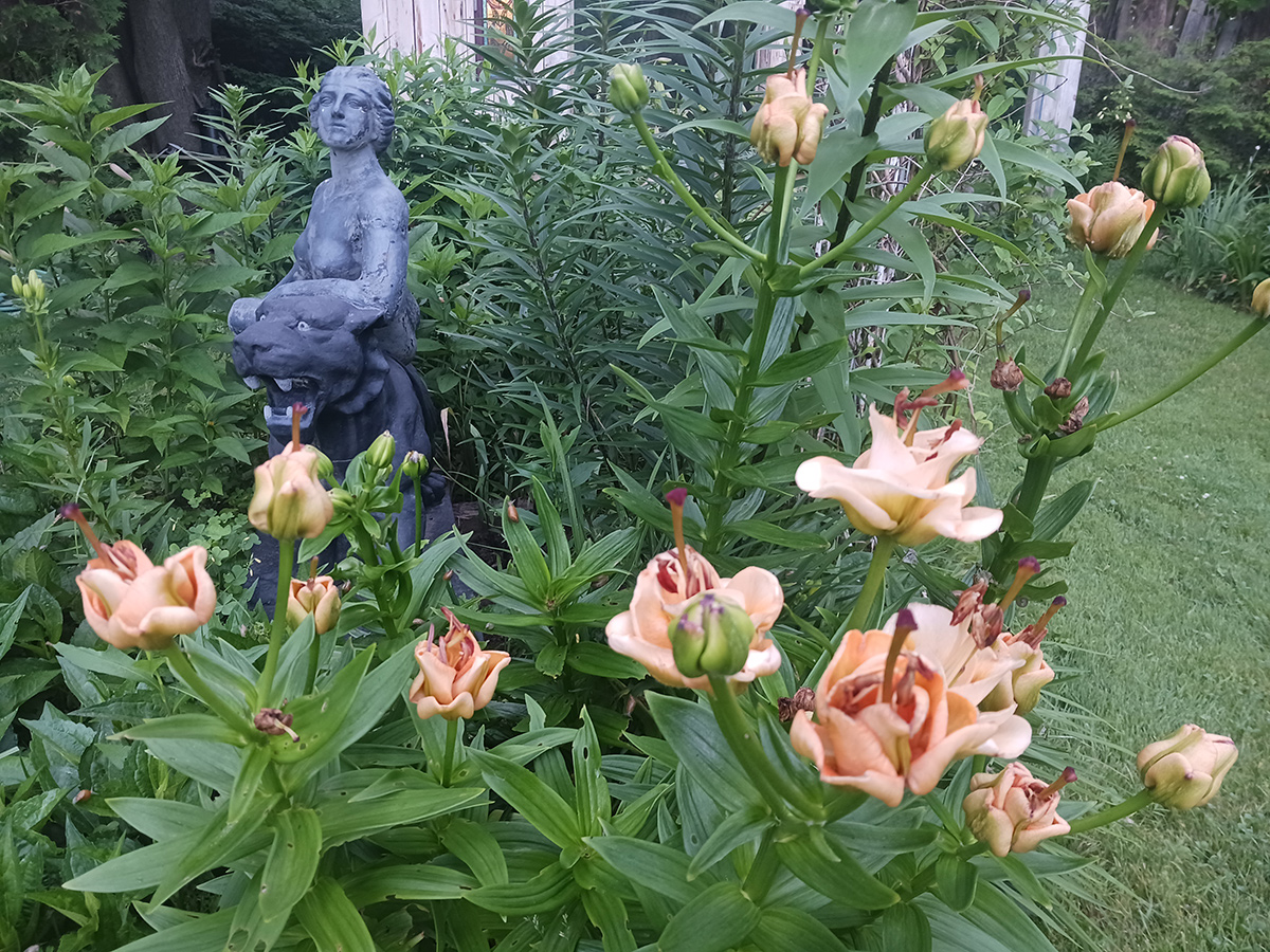 peach colored lilies