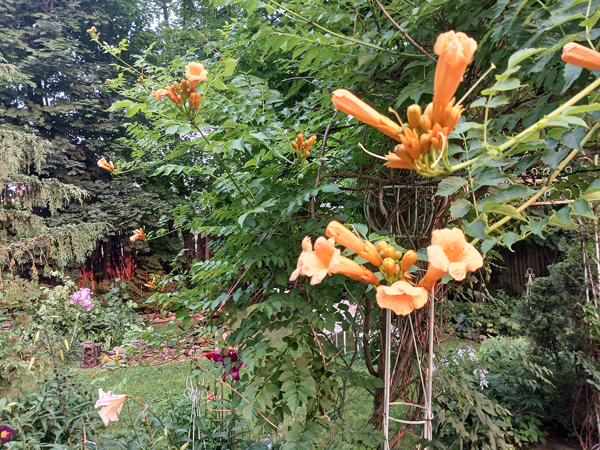 orange trumpet shaped flowers vine on gazebo