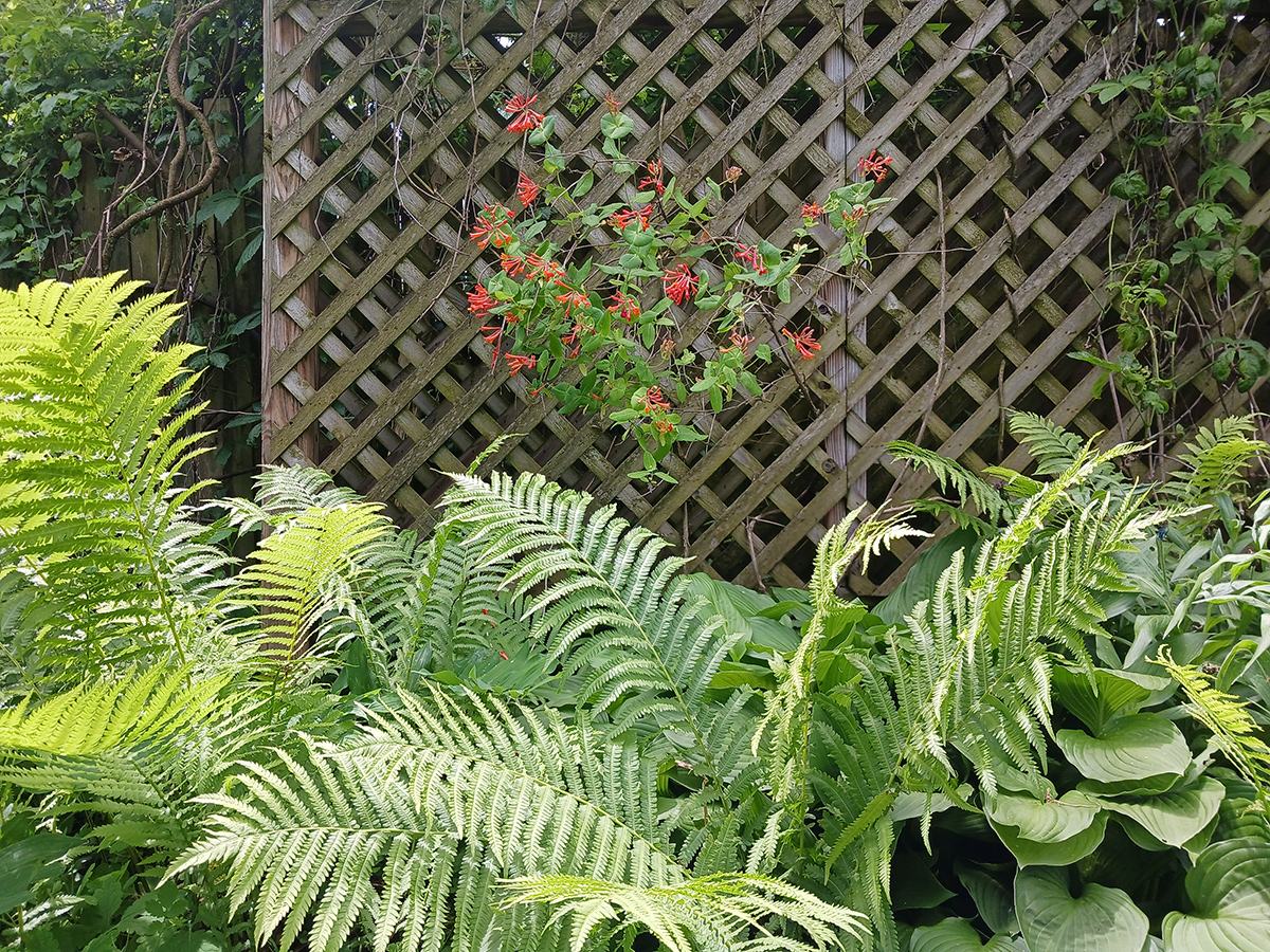 large ferns growing in front of vining plant on trellis