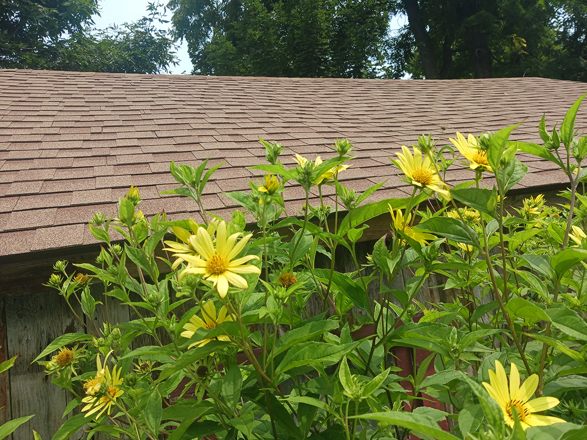 tall growing light yellow sunflowers