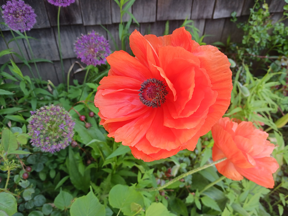 close up of bright orange flower with purple flowers behind