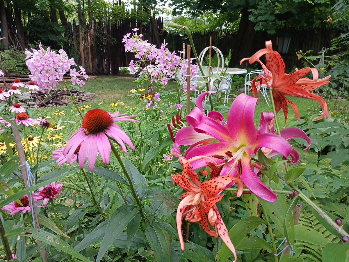 assortment of pink flowers