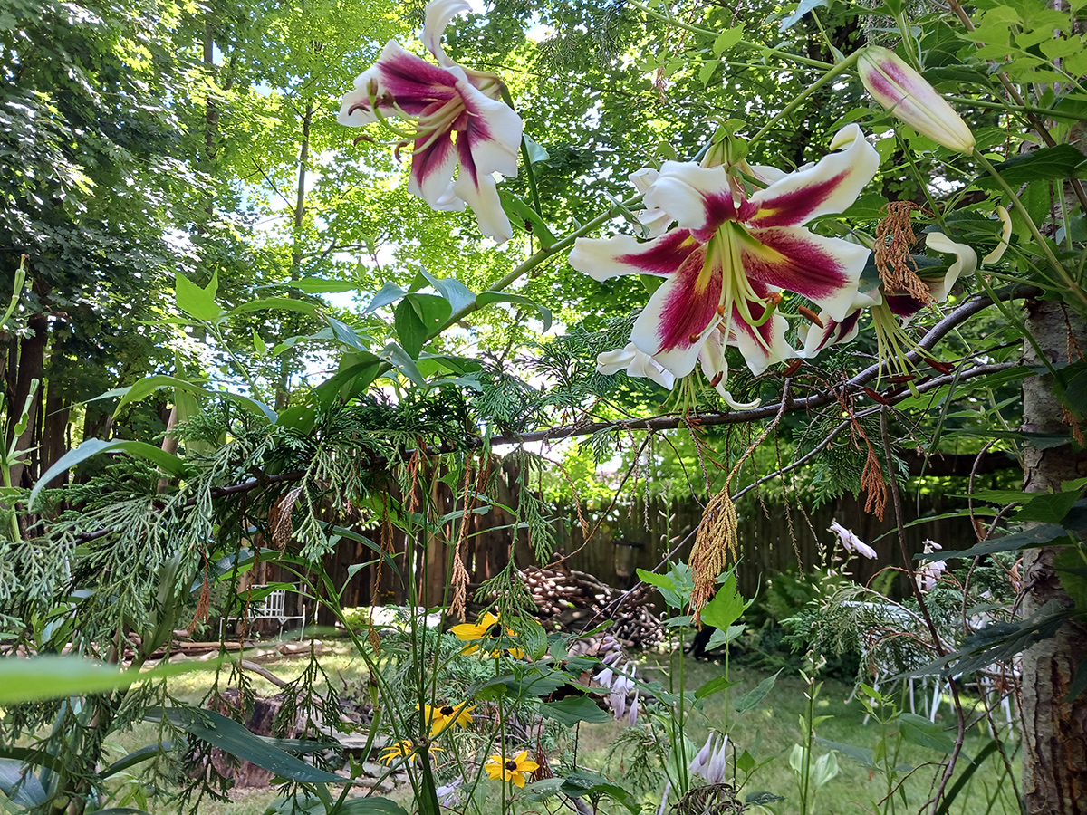 view of garden through flowers and foliage