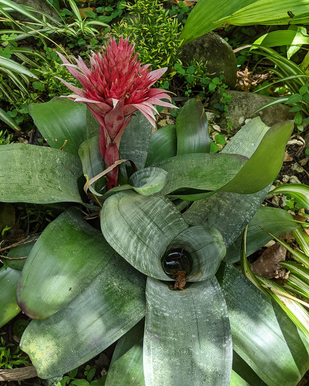 tropical plant with a spiky pink flower