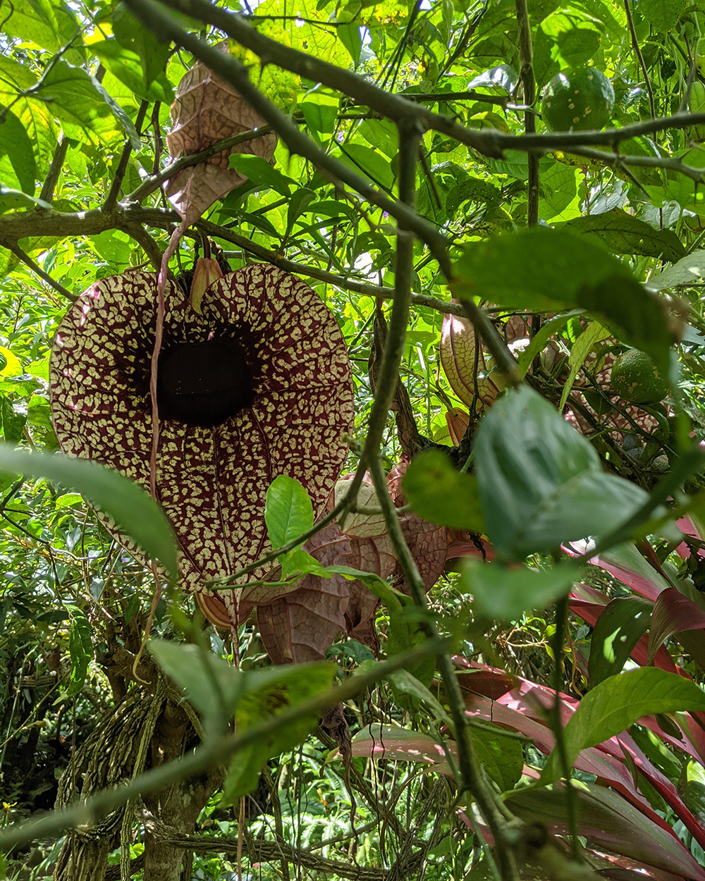 large brown flower on vining plant