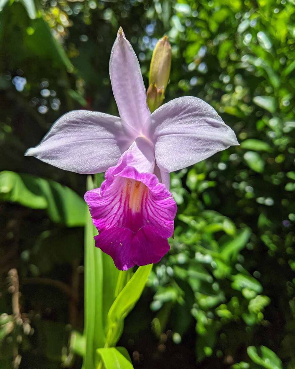 orchid flower with bright pink and light pink petals