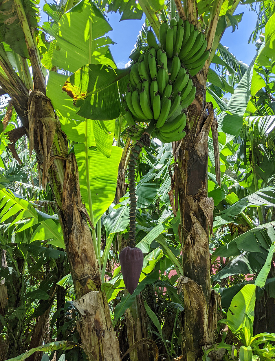 banana trees with large cluster of green bananas